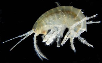 Gammarus