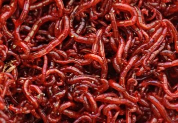 Patentka - larva pakomára