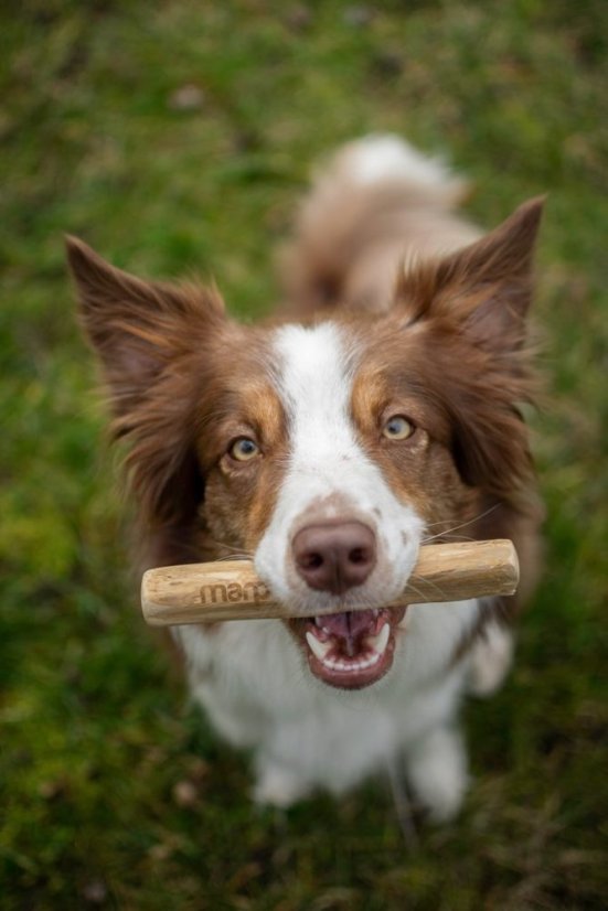 
                                    Marp Holistic - Kávové dřevo M (70 - 100g)
                                