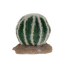 Tera Echinocactus M