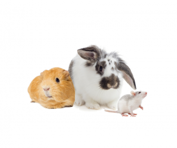 Chovatelské potřeby a krmivo pro hlodavce a králíky - JK Animals