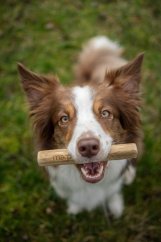 
                                    Marp Holistic - Kávové dřevo M (70 - 100g)
                                