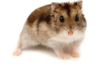 Křečci