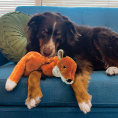 KONG Wild low stuff Fox
