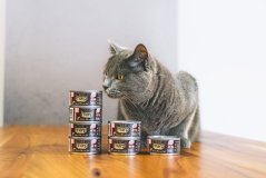 Marp Salmon Filet konzerva pro kočky s filety z lososa 12x70g