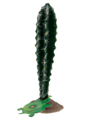 Tera Sloupovitý cactus 23cm