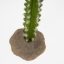 DUVO Tera Cactus Euphorbia 23,5cm