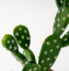 Tera Opuncie cactus 16cm