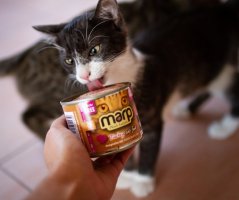Marp Turkey konzerva pro kočky s krůtou 200g
