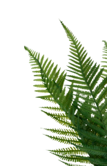 DUVO tera Kapradina L 34cm