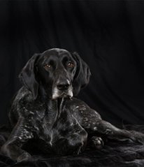 Krmivo PIPER pro psy a kočky – masové konzervy pro každodenní krmení