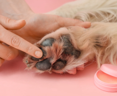 Péče o psí tlapky v zimě – ochrana, mazání a správná údržba