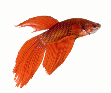 Akvaristika - Juko
