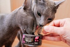 Marp Turkey Filet konzerva pro kočky s krůtími prsy 70g