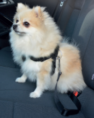 DUVO Postroj do auta S 45-70cm