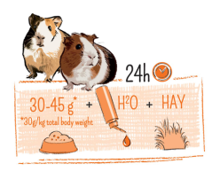 PUUR guinea pig - morče 2,5 kg