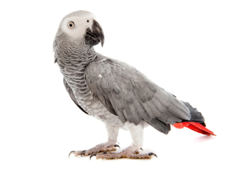 Ptáci - PERFECTO BIRD