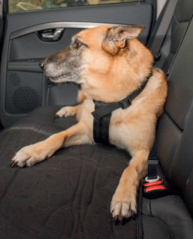 DUVO Postroj do auta L 70-95cm.