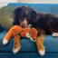 KONG Wild low stuff Fox